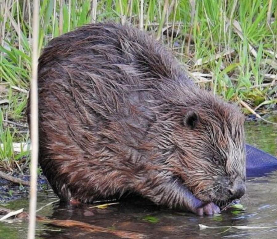 Δεκατέσσερα ζώα που πιστεύουμε πως είναι ακίνδυνα αλλά καλό θα ήταν να μην τα ακουμπήσουμε αν τα δούμε από κοντά