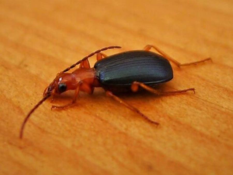 Δεκατέσσερα ζώα που πιστεύουμε πως είναι ακίνδυνα αλλά καλό θα ήταν να μην τα ακουμπήσουμε αν τα δούμε από κοντά