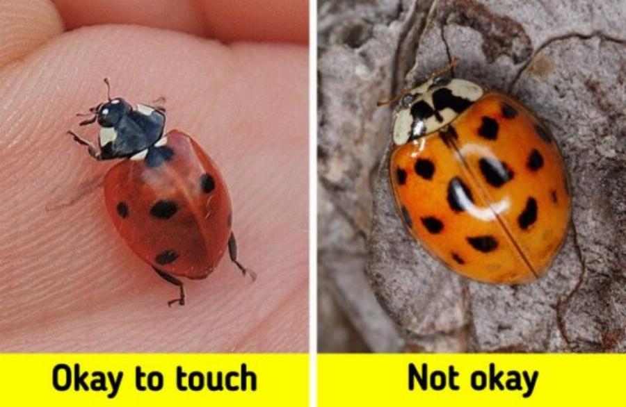 Δεκατέσσερα ζώα που πιστεύουμε πως είναι ακίνδυνα αλλά καλό θα ήταν να μην τα ακουμπήσουμε αν τα δούμε από κοντά