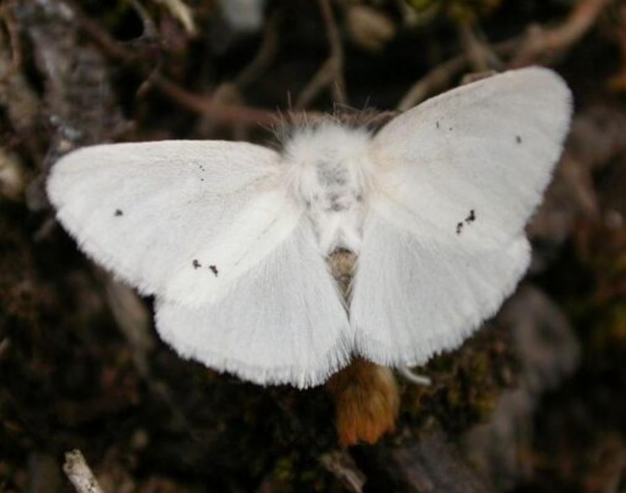Δεκατέσσερα ζώα που πιστεύουμε πως είναι ακίνδυνα αλλά καλό θα ήταν να μην τα ακουμπήσουμε αν τα δούμε από κοντά