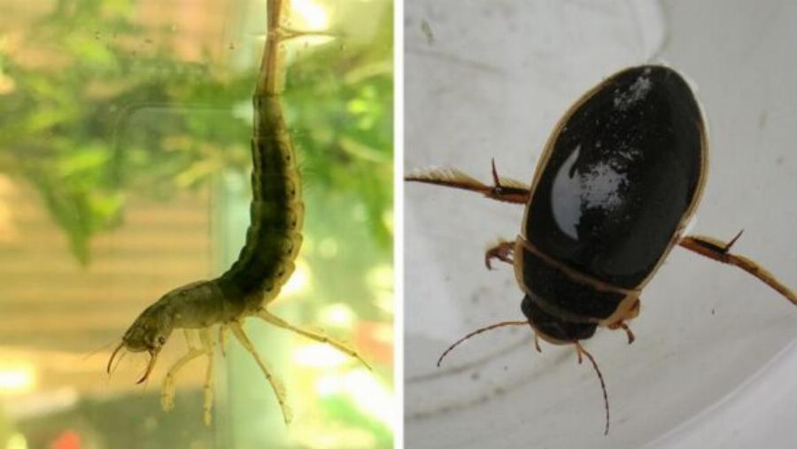 Δεκατέσσερα ζώα που πιστεύουμε πως είναι ακίνδυνα αλλά καλό θα ήταν να μην τα ακουμπήσουμε αν τα δούμε από κοντά