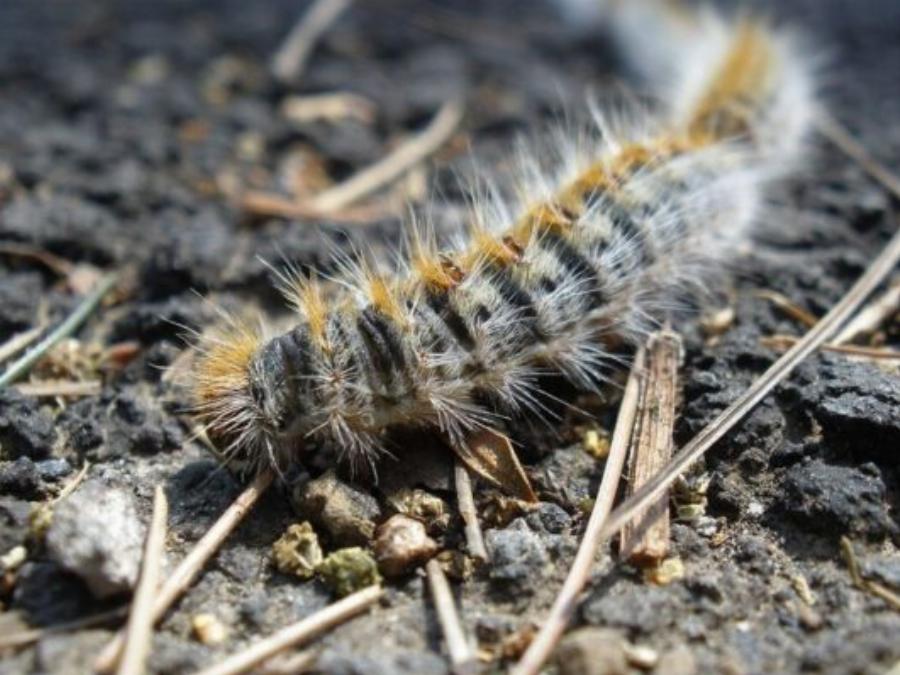 Δεκατέσσερα ζώα που πιστεύουμε πως είναι ακίνδυνα αλλά καλό θα ήταν να μην τα ακουμπήσουμε αν τα δούμε από κοντά