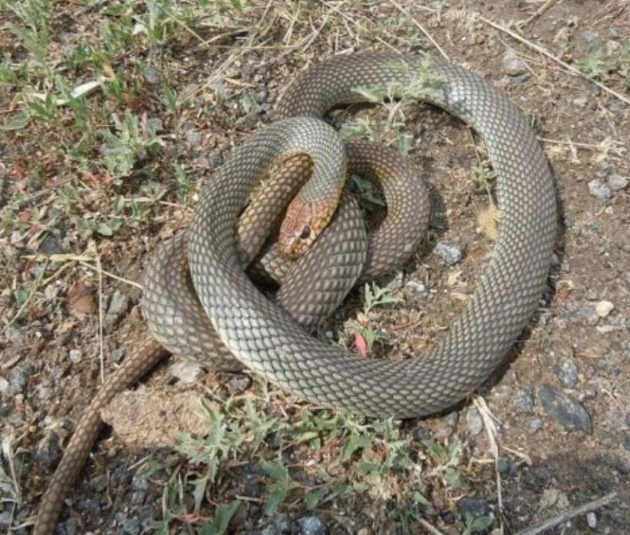 Δεκατέσσερα ζώα που πιστεύουμε πως είναι ακίνδυνα αλλά καλό θα ήταν να μην τα ακουμπήσουμε αν τα δούμε από κοντά