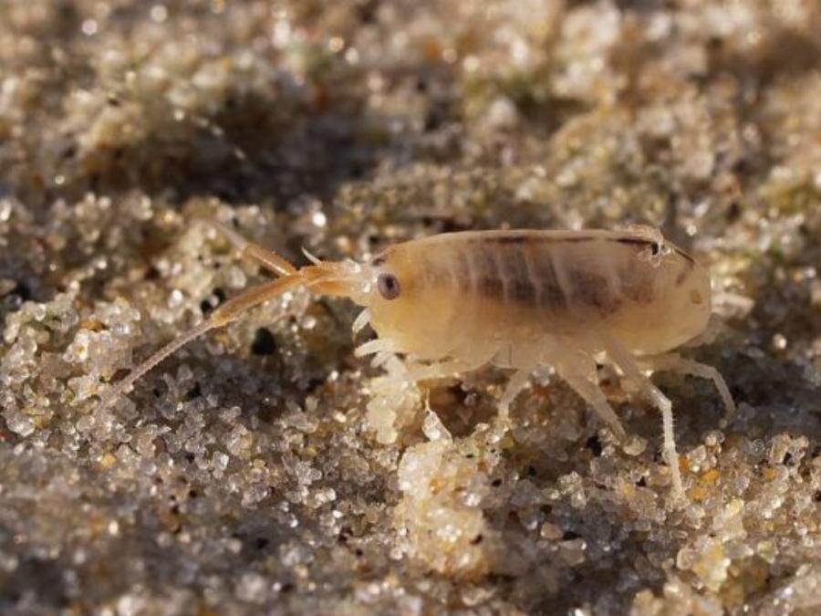 Δεκατέσσερα ζώα που πιστεύουμε πως είναι ακίνδυνα αλλά καλό θα ήταν να μην τα ακουμπήσουμε αν τα δούμε από κοντά