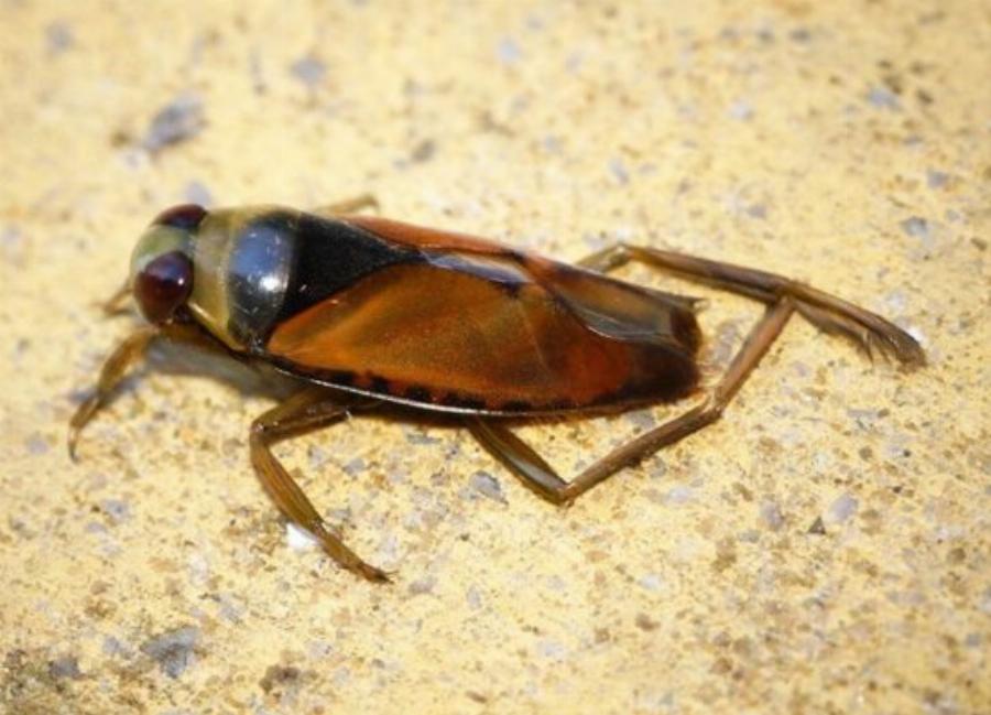 Δεκατέσσερα ζώα που πιστεύουμε πως είναι ακίνδυνα αλλά καλό θα ήταν να μην τα ακουμπήσουμε αν τα δούμε από κοντά