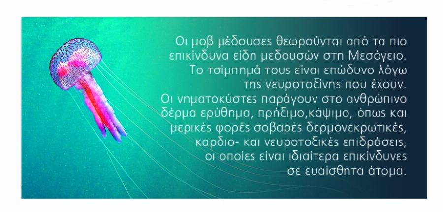 Αν σε τσιμπήσει Μωβ Μέδουσα γεμίζεις φουσκάλες που κρατάνε μέχρι και 6 μήνες – Οι πιο επικίνδυνες παραλίες