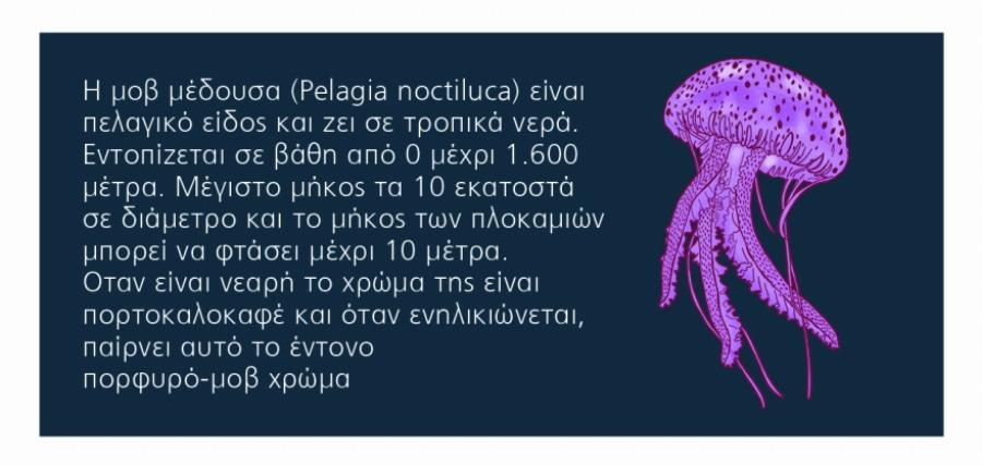 Αν σε τσιμπήσει Μωβ Μέδουσα γεμίζεις φουσκάλες που κρατάνε μέχρι και 6 μήνες – Οι πιο επικίνδυνες παραλίες