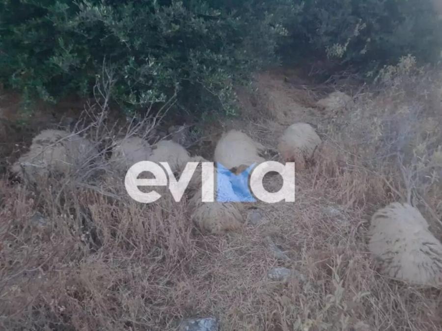 Νεκρό ολόκληρο κοπάδι πρόβατα σε παραλία στην Εύβοια, μετά το θάνατο του βοσκού