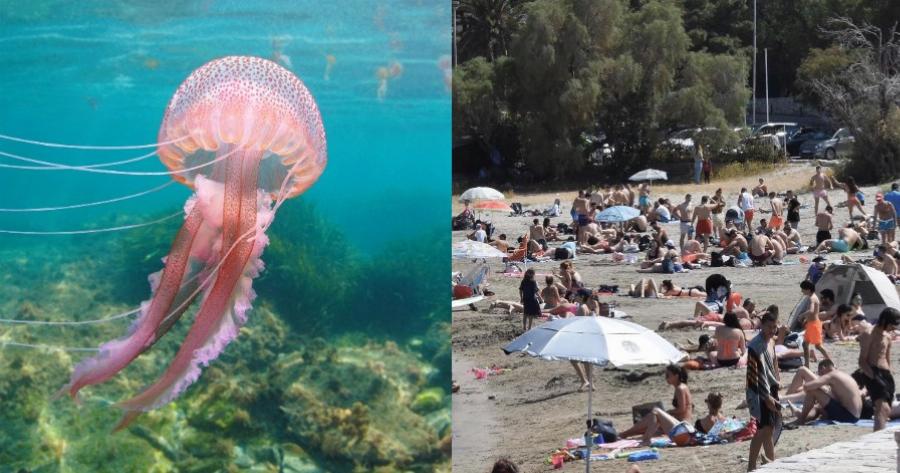 Θα σας τσιμπήσουν Μωβ Μέδουσες: Οι 8 παραλίες της Αττικής που πρέπει να αποφύγετε και να είστε προσεκτικοί