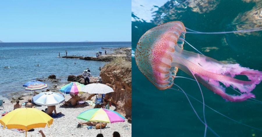 Μωβ μέδουσες: Γυναίκα γύρισε το κεφάλι της σε παραλία στην Κυλλήνη και είδε κάτι που δεν θα ξεχάσει ποτέ