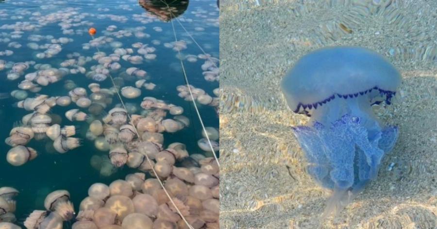 Μετά τις μωβ έρχονται και οι γαλάζιες μέδουσες: Η νέα εκτίμηση των ειδικών