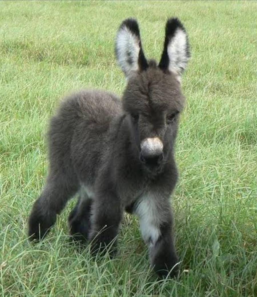 Γαϊδουράκια νάνοι: Τα πιο αξιολάτρευτα ζώα πάνω στη γη