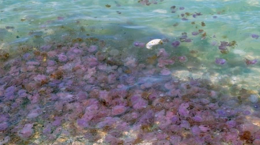 Μωβ μέδουσες: Οι 3 κινήσεις που πρέπει να κάνεις άμεσα μετά το τσίμπημα για να σταματήσεις την τοξίνη