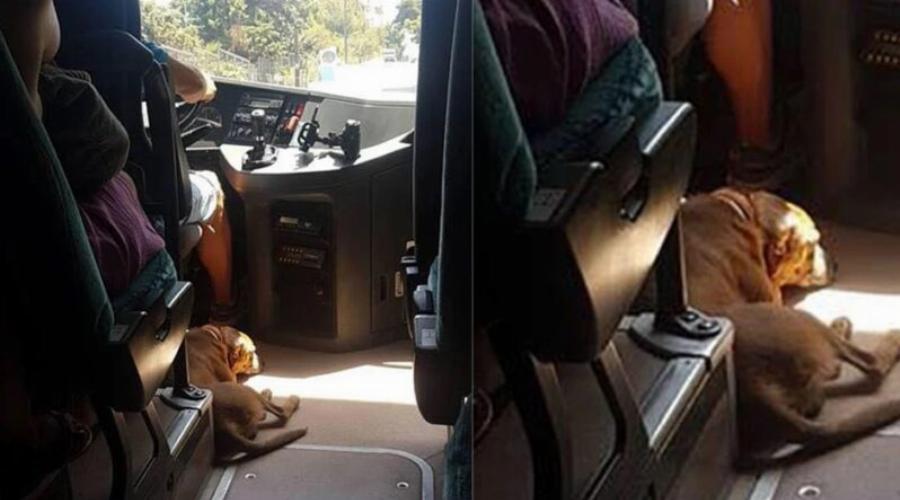 Άνθρωπος με Α κεφαλαίο: Οδηγός KTΕΛ παίρνει μαζί του αδέσποτο σκύλο για να μην υποφέρει από τον καύσωνα