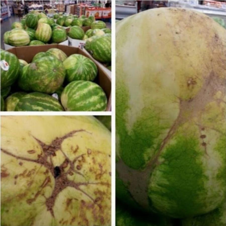 Καρπούζι: Αυτά είναι τα 5 μυστικά του μανάβη – Τα  κόλπα για να διαλέγεις το καλύτερο καρπούζι