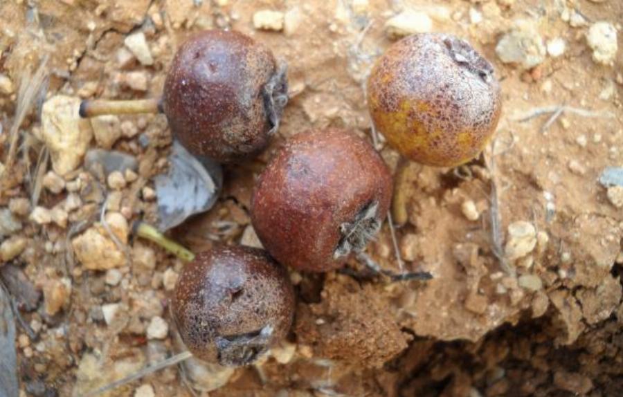 Το ξεχασμένο δέντρο που μεγάλωσε γενιές και γενιές στην Ελλάδα μας