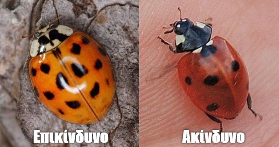 Δεκατέσσερα ζώα που πιστεύουμε πως είναι ακίνδυνα αλλά καλό θα ήταν να μην τα ακουμπήσουμε αν τα δούμε από κοντά