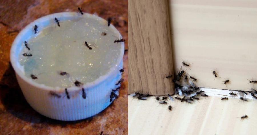 Μυρμήγκια: Κόλπα να τα εξαφανίσετε από το σπίτι και τη βεράντα σας και συμβουλές για να μην ξαναεμφανιστούν