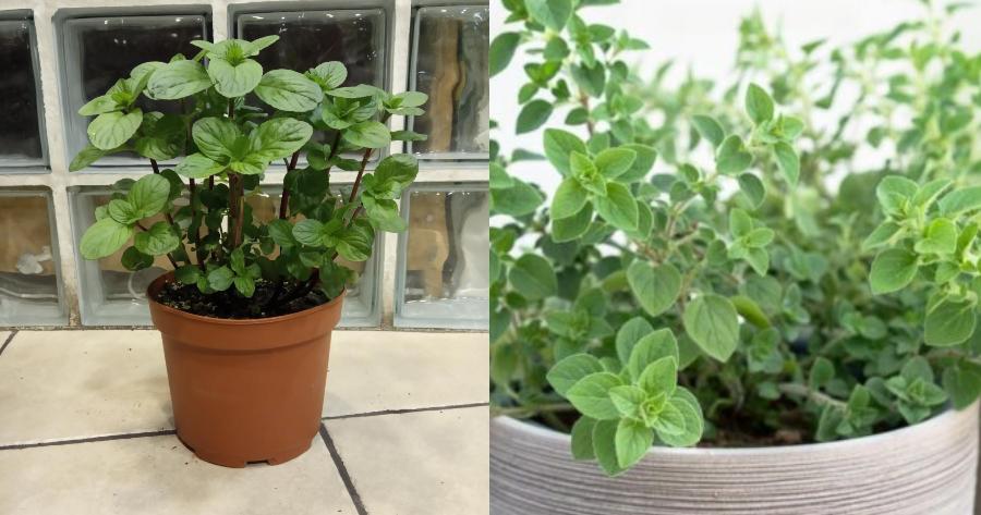 Αυτή είναι η λύση: Πείτε αντίο στις αράχνες και στα έντομα με αυτό το φυτό στο σπίτι σας