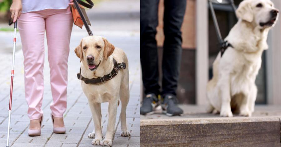 Καταδίκη ταξιτζή που αρνήθηκε να επιβιβάσει τυφλή με σκύλο – οδηγό – Η πρώτη στην Ελλάδα