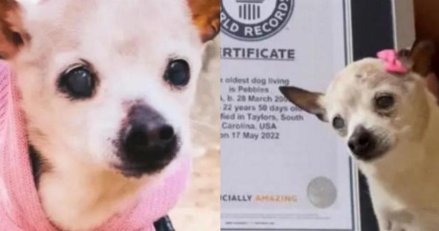 Βιβλίο Γκίνες: Αυτή η 22χρονη σκυλίτσα είναι το μεγαλύτερο σε ηλικία σκυλί στο κόσμο