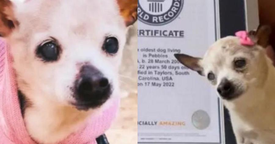 Βιβλίο Γκίνες: Αυτή η 22χρονη σκυλίτσα είναι το μεγαλύτερο σε ηλικία σκυλί στο κόσμο