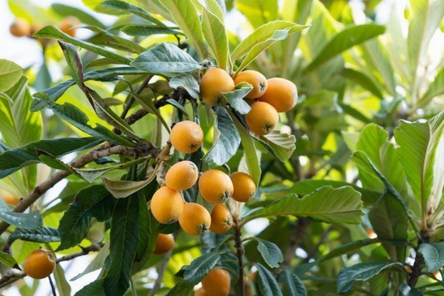 Μούσμουλα: Ο θαυματουργός καρπός που καταπολεμά ασθένειες και τι να προσέχουμε στην κατανάλωσή τους