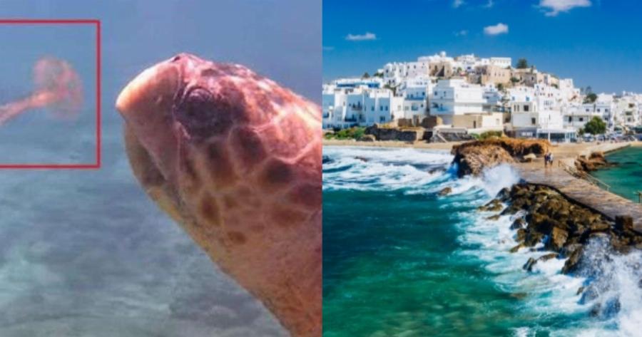 Χελώνα στη Νάξο έφαγε πάνω από 100 μέδουσες σε μισή ώρα
