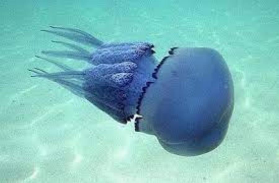 Μετά τις μωβ έρχονται και οι γαλάζιες μέδουσες: Η νέα εκτίμηση των ειδικών