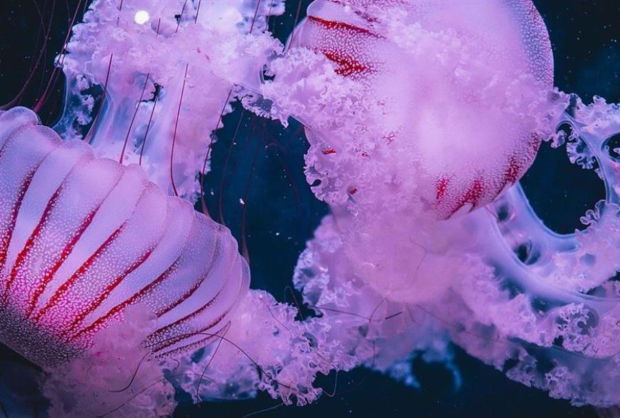 Μωβ μέδουσα: Μην ακουμπήσεις χέρια στο σημείο που σε τσίμπησε και μην βάλεις ποτέ νερό, αμμωνία, ξύδι