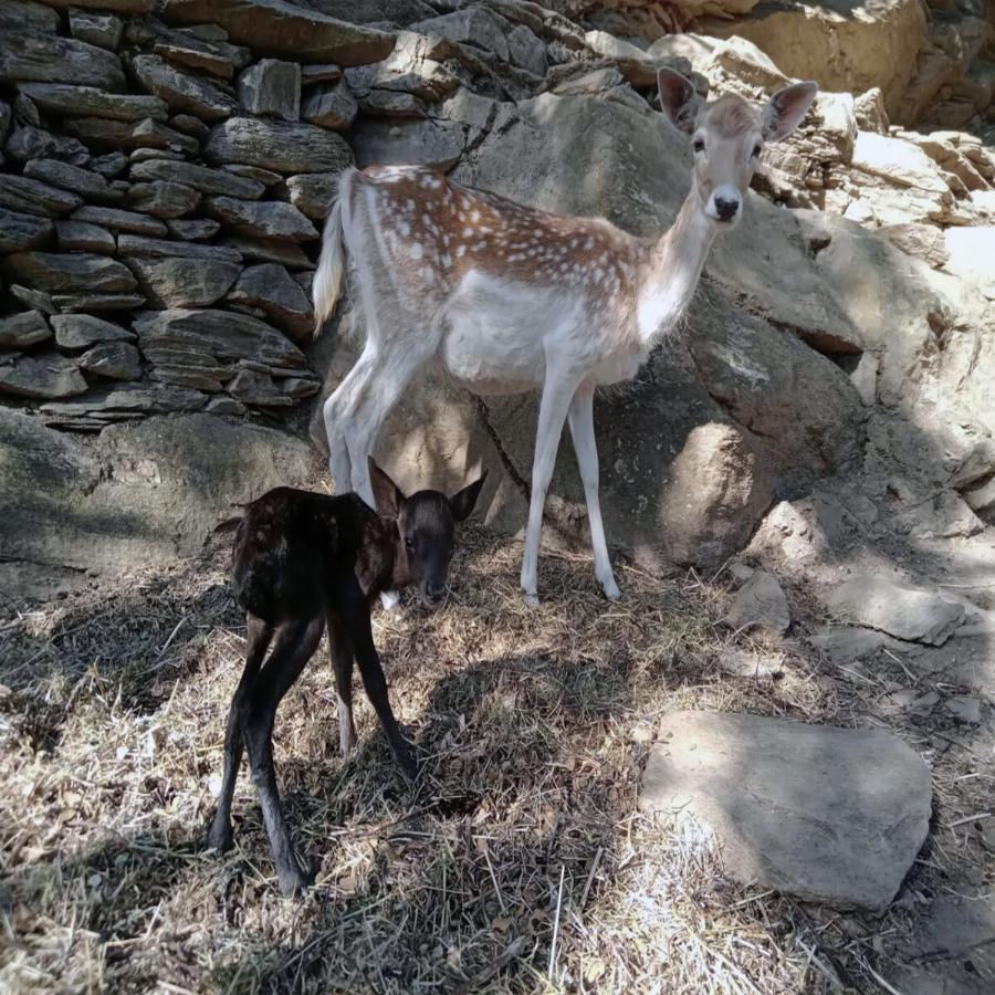 Σπάνιο μαύρο ελάφι γεννήθηκε στο νησί της Άνδρου – Το είδος βρίσκεται υπό εξαφάνιση