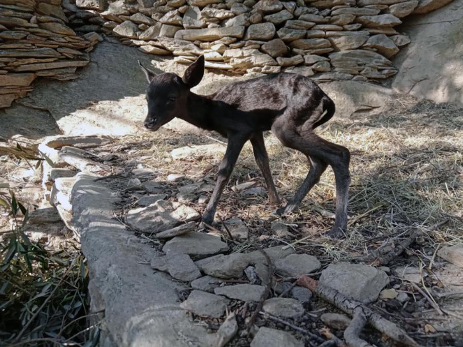 Σπάνιο μαύρο ελάφι γεννήθηκε στο νησί της Άνδρου – Το είδος βρίσκεται υπό εξαφάνιση