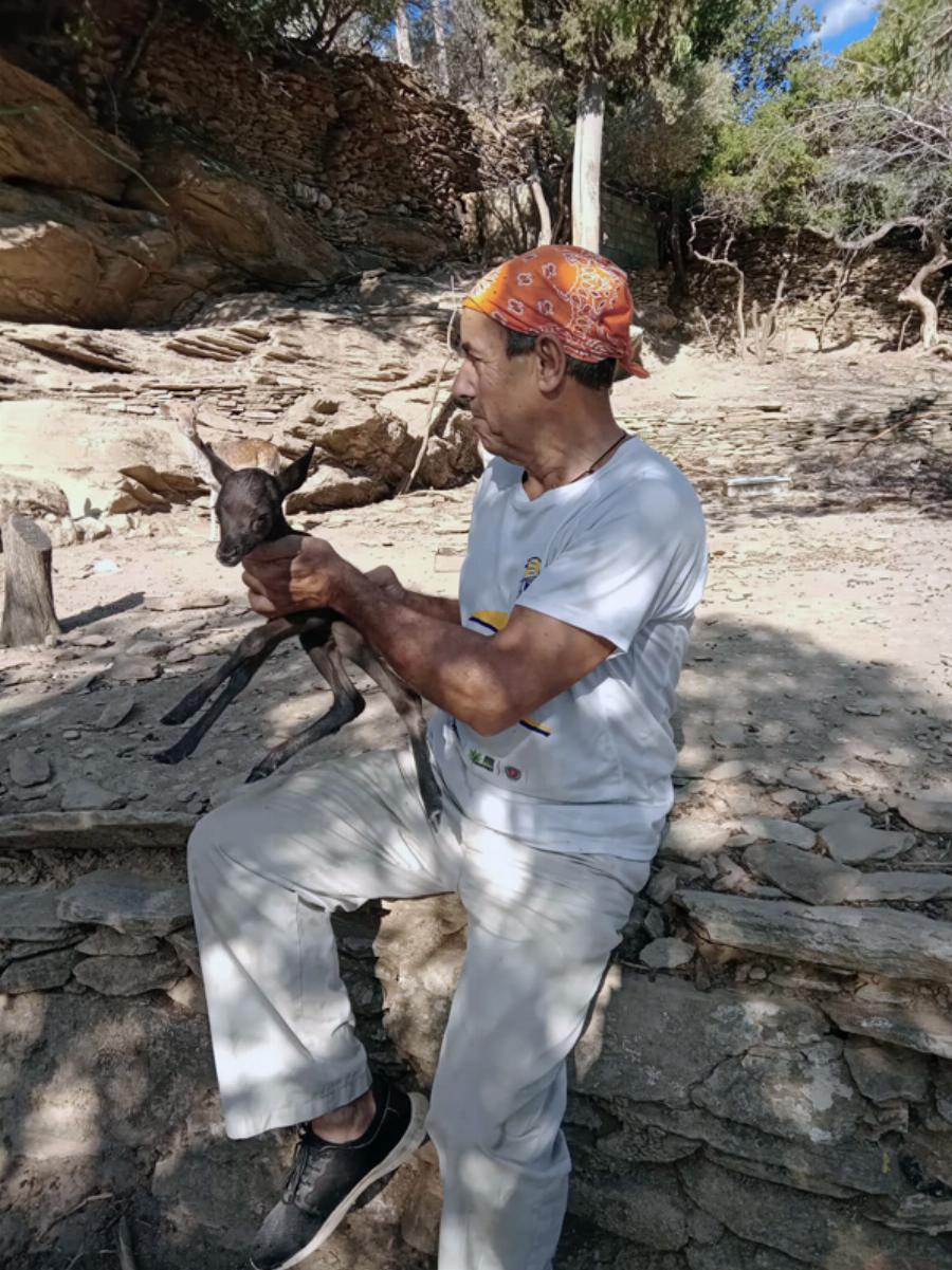 Σπάνιο μαύρο ελάφι γεννήθηκε στο νησί της Άνδρου – Το είδος βρίσκεται υπό εξαφάνιση