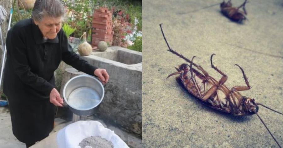 Το κόλπο της γιαγιάς με την στάχτη που κάνει θαύματα – Ακαριαίος θάνατος για κατσαρίδες και μυρμήγκια