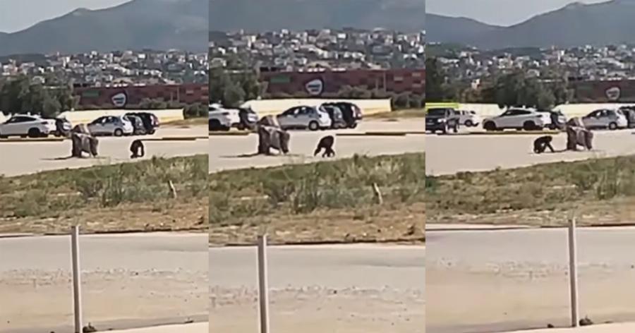 Αττικό Πάρκο: Ο χιμπατζής τη στιγμή που το σκάει – Η εξήγηση για το θάνατό του