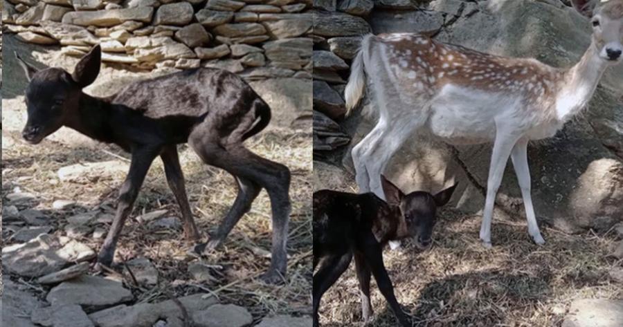 Σπάνιο μαύρο ελάφι γεννήθηκε στο νησί της Άνδρου – Το είδος βρίσκεται υπό εξαφάνιση