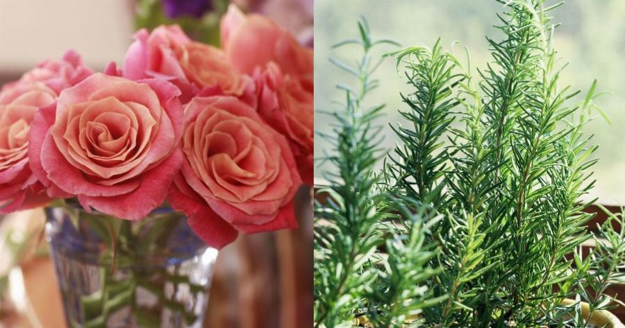 Ποια είναι τα φυτά της ευτυχίας; – 7 φυτά που διώχνουν την αρνητική ενέργεια και φτιάχνουν τη διάθεση μας