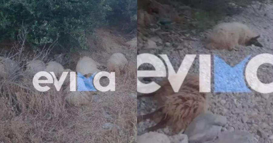 Νεκρό ολόκληρο κοπάδι πρόβατα σε παραλία στην Εύβοια, μετά το θάνατο του βοσκού