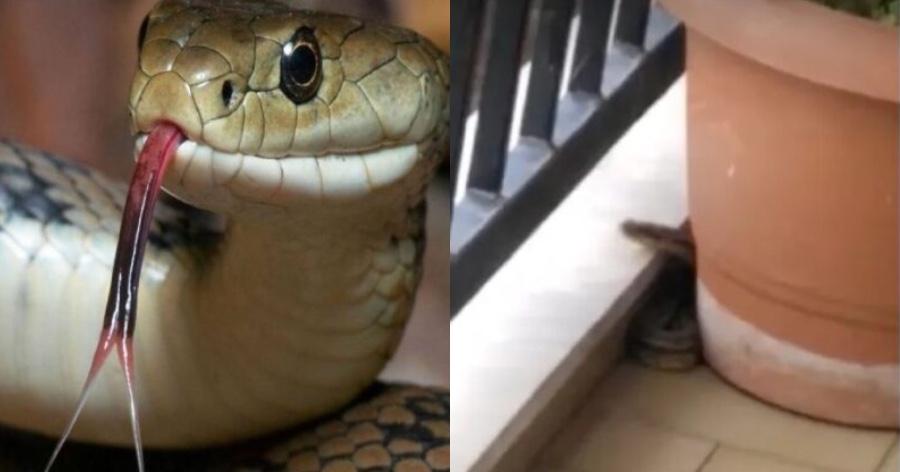 Φίδι σκαρφάλωσε στον 3ο όροφο πολυκατοικίας στα Φάρσαλα