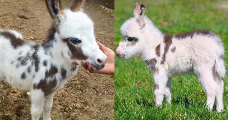 Γαϊδουράκια νάνοι: Τα πιο αξιολάτρευτα ζώα πάνω στη γη