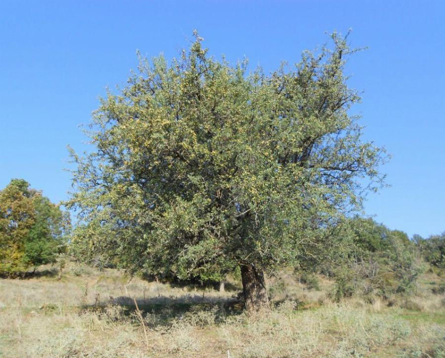 Το ξεχασμένο δέντρο που μεγάλωσε γενιές και γενιές στην Ελλάδα μας