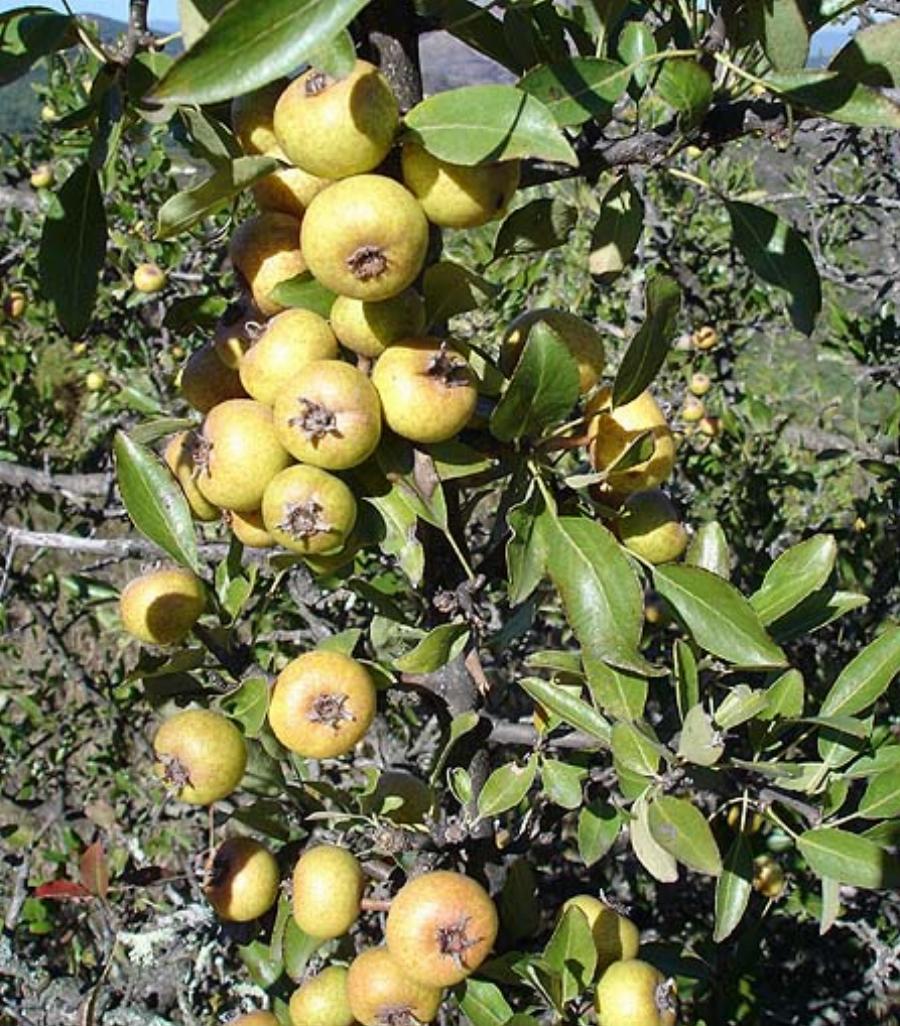 Το ξεχασμένο δέντρο που μεγάλωσε γενιές και γενιές στην Ελλάδα μας