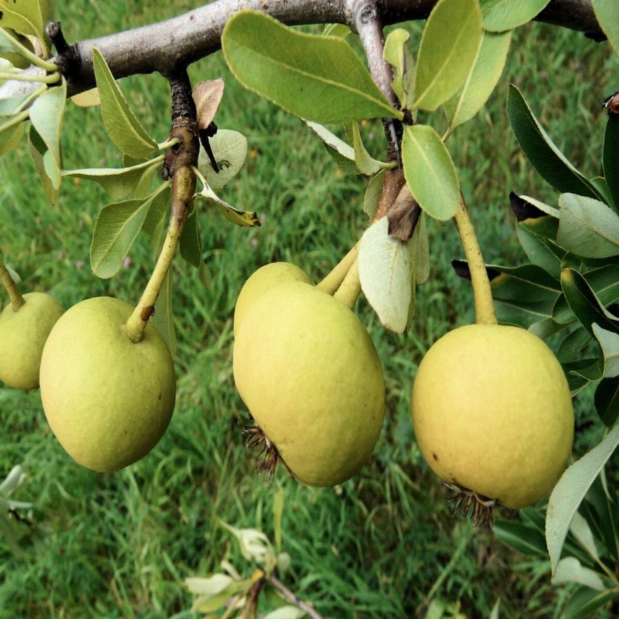 Το ξεχασμένο δέντρο που μεγάλωσε γενιές και γενιές στην Ελλάδα μας