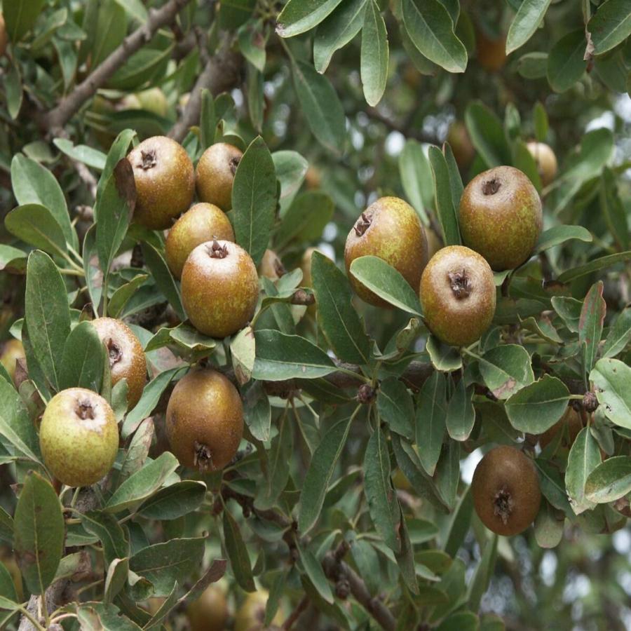 Το ξεχασμένο δέντρο που μεγάλωσε γενιές και γενιές στην Ελλάδα μας