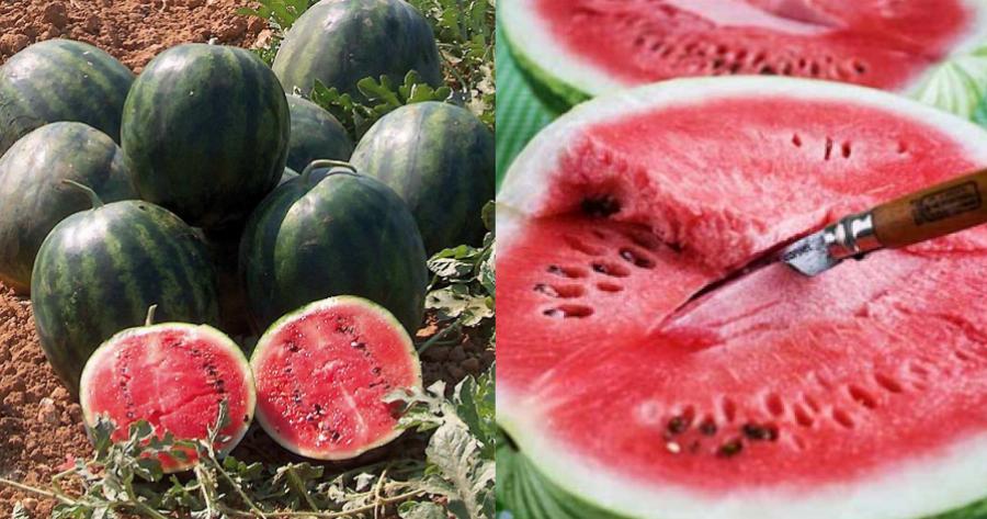 Καρπούζι: Έχει λίγες θερμίδες, είναι πλούσιο σε βιταμίνες, βοηθά στην απώλεια βάρους, δρα κατά της γήρανσης και προστατεύει από διάφορους τύπους καρκίνου