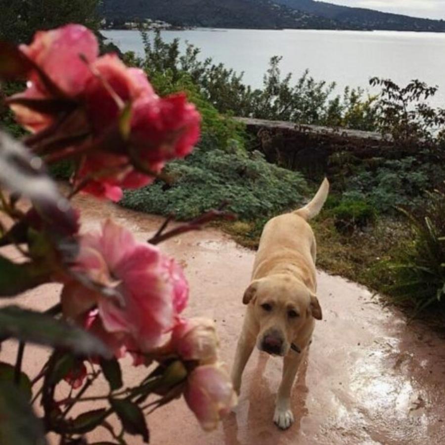 Αίγινα: Το παραδεισένιο εξοχικό σπίτι του Θοδωρή Αθερίδη και της Σμαράγδας Καρύδη δίπλα στην Αθήνα