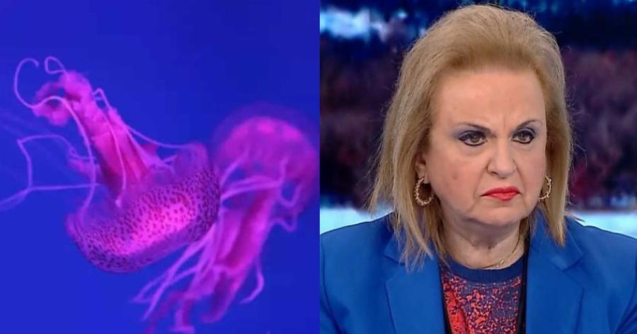 “Αυτό πρέπει να κάνετε αμέσως αν σας τσιμπήσουν”: Οι οδηγίες της Παγώνη για τις Μωβ Μέδουσες