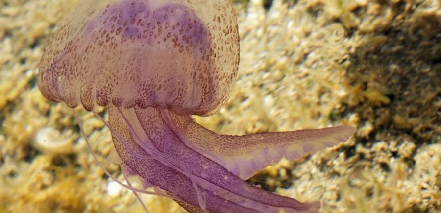 Μωβ μέδουσες: Οι 3 κινήσεις που πρέπει να κάνεις άμεσα μετά το τσίμπημα για να σταματήσεις την τοξίνη