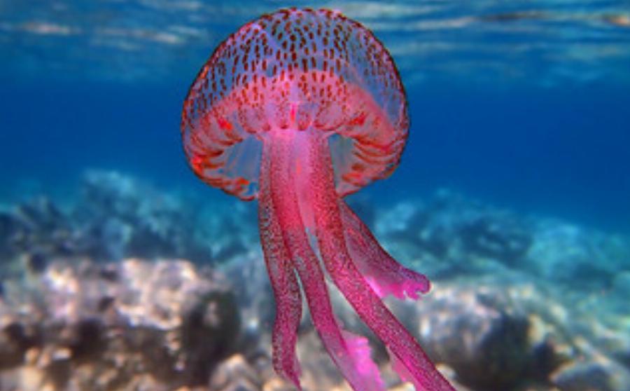 “Αυτό πρέπει να κάνετε αμέσως αν σας τσιμπήσουν”: Οι οδηγίες της Παγώνη για τις Μωβ Μέδουσες