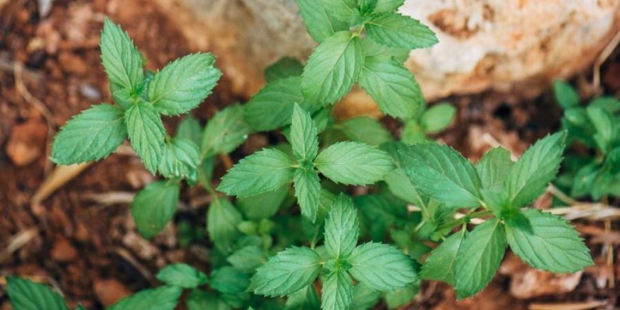 Αυτή είναι η λύση: Πείτε αντίο στις αράχνες και στα έντομα με αυτό το φυτό στο σπίτι σας